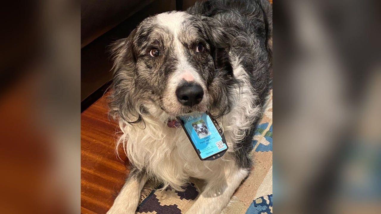 Otto, el perro se ha vuelto viral en redes sociales por dormirse en una reunión de empalme con el gobierno Petro.