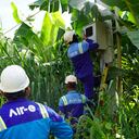 Las fincas comercializan banano y habían puesto para ello conexiones fraudulentas