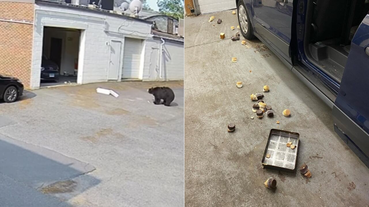 El oso generó temor temor al interior de una panadería y después se comió los pastelitos.