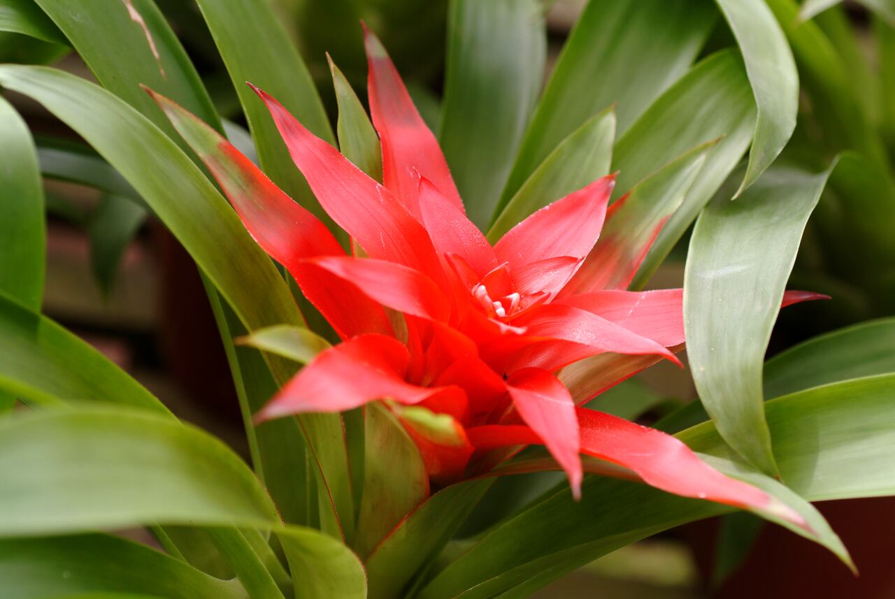 Bromelia