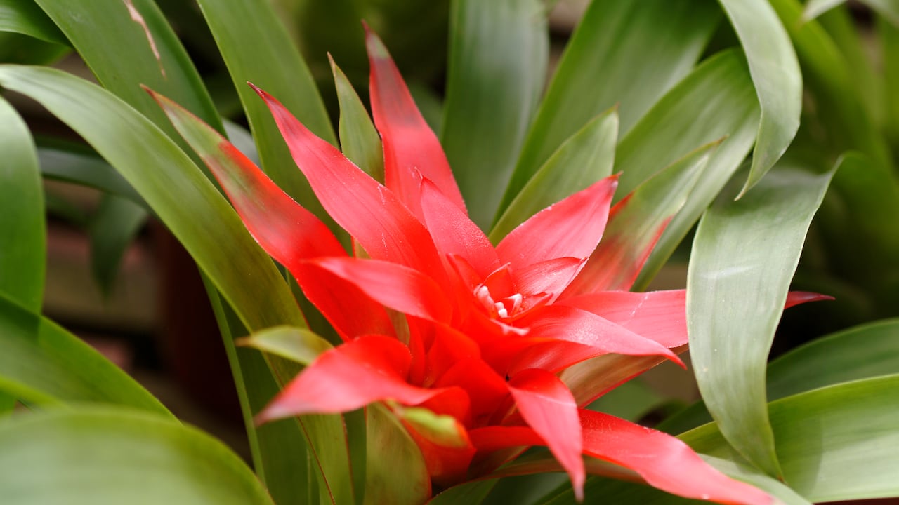 Bromelia