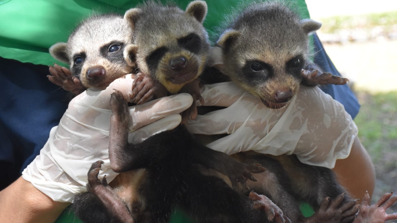 Tres mapaches rescatados en Huila por parte de la CAM.