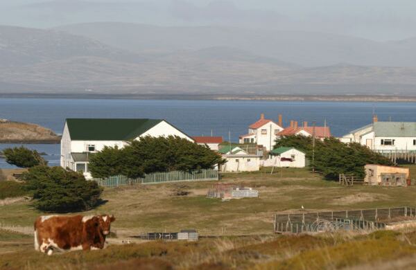 Existen campos de más de 50 mil hectáreas que pertenece a la Falkland Islands Company. La mayoría está dedicada a la explotación ovina y por eso son una potencia en exportación de lana.