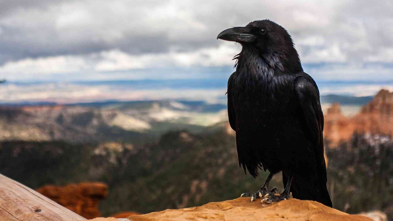 Seis cuervos fueron especialmente amaestrados para recoger colillas de cigarrillos en Francia. Foto: Pixabay