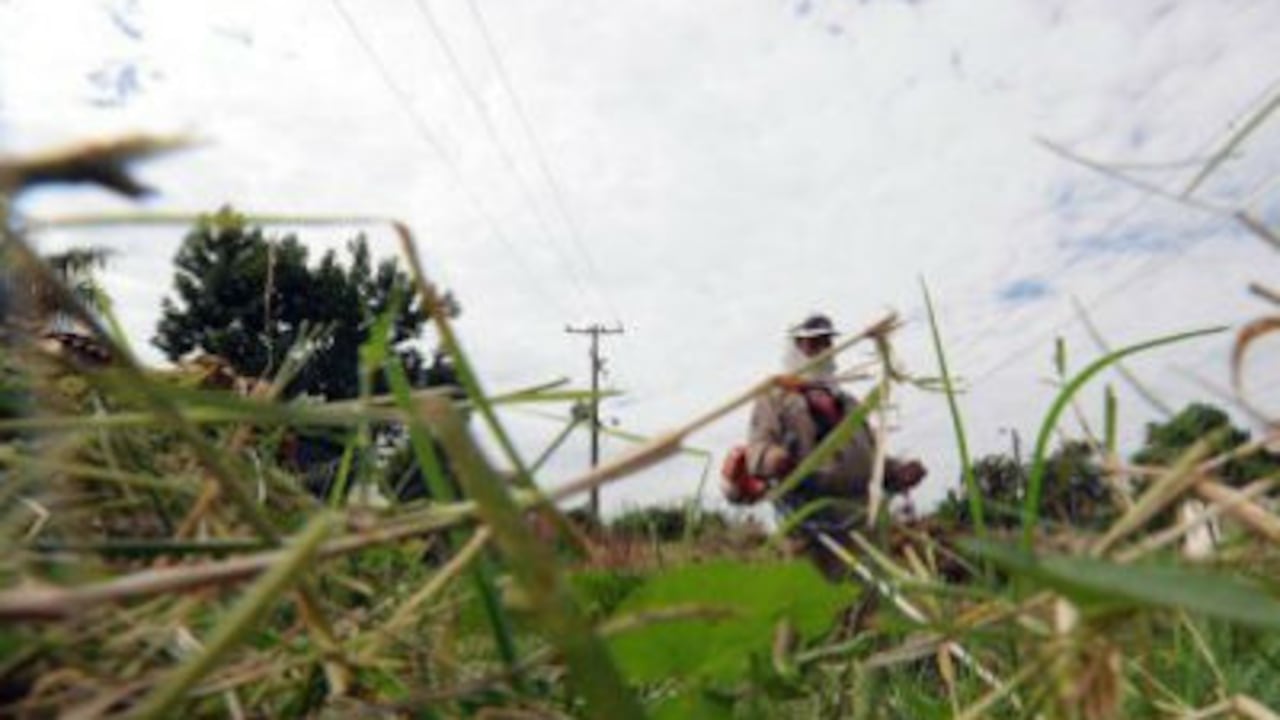 Un trabajador municipal corta el césped en una Asunción, durante una campaña de eliminación del mosquito Aedes aegypti.