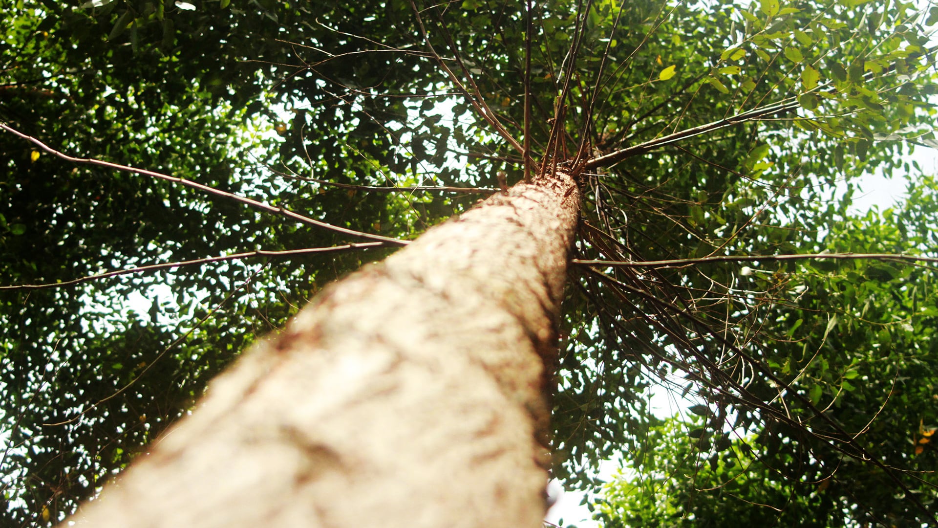 InverBosques, Especial Pulmón verde