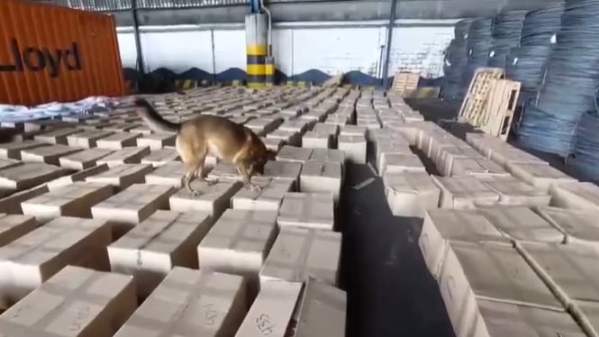 Perro antinarcóticos inspecciona cargamento contaminado con cocaína.