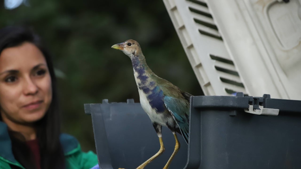 Especies liberadas en Bogotá