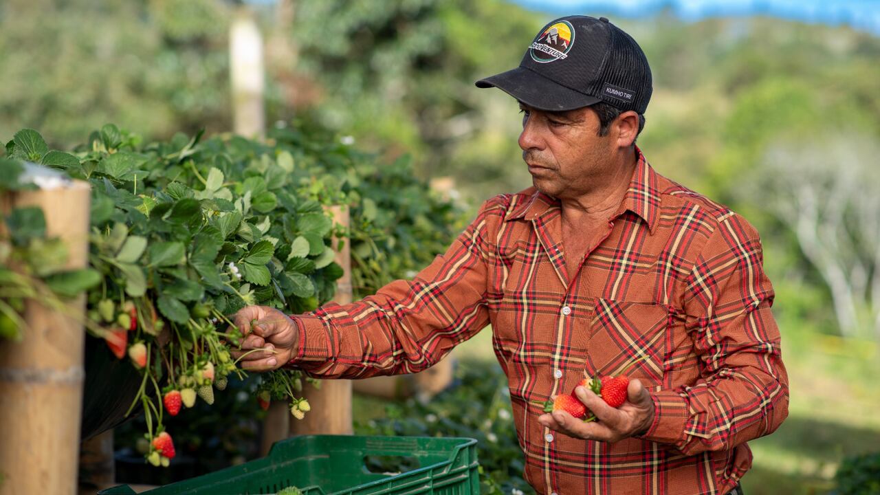 Las iniciativas de Comfama para mejorar la ruralidad en Antioquia.
