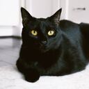 Supersticiones de los gatos negros