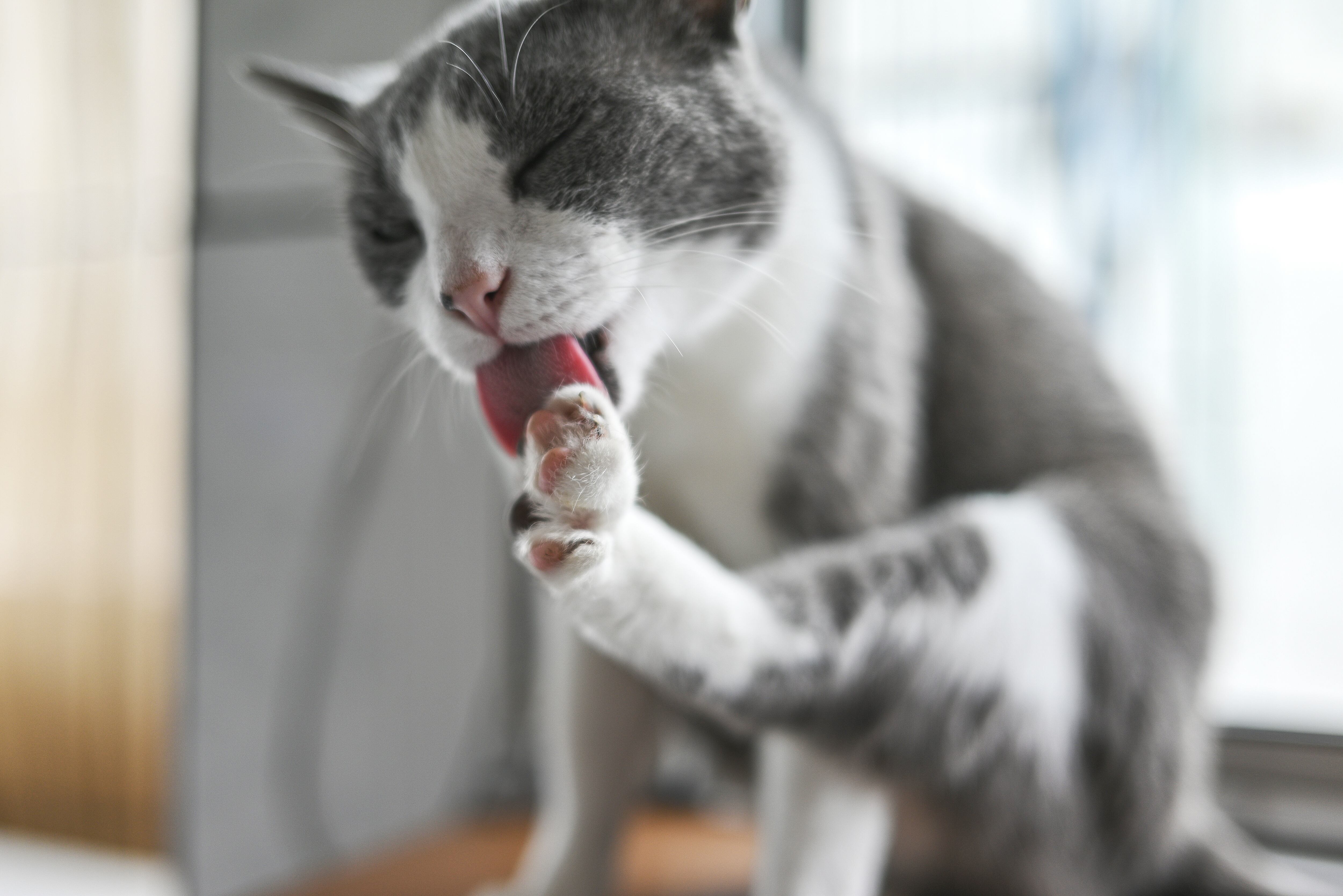 El estrés y la ansiedad pueden ser factores que conlleven a que un gato se lama en exceso.