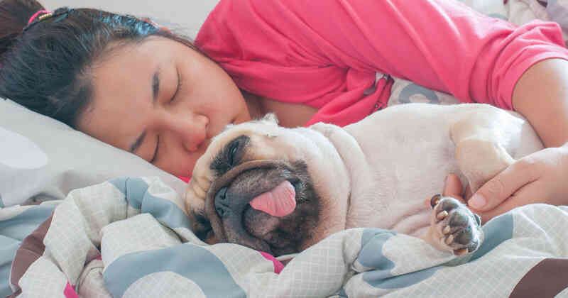 Dormir con perros puede convierte en un factor que altera la calidad del descanso nocturno.