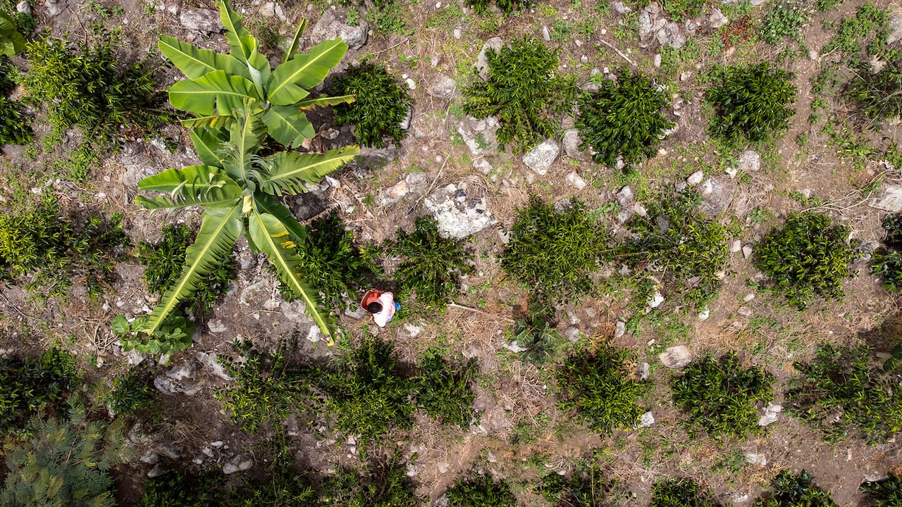 En la vereda Sombrerito, del municipio Ragonvalia, se encuentra la finca El Roble, el lugar donde se cultiva el mejor grano de café de Colombia.