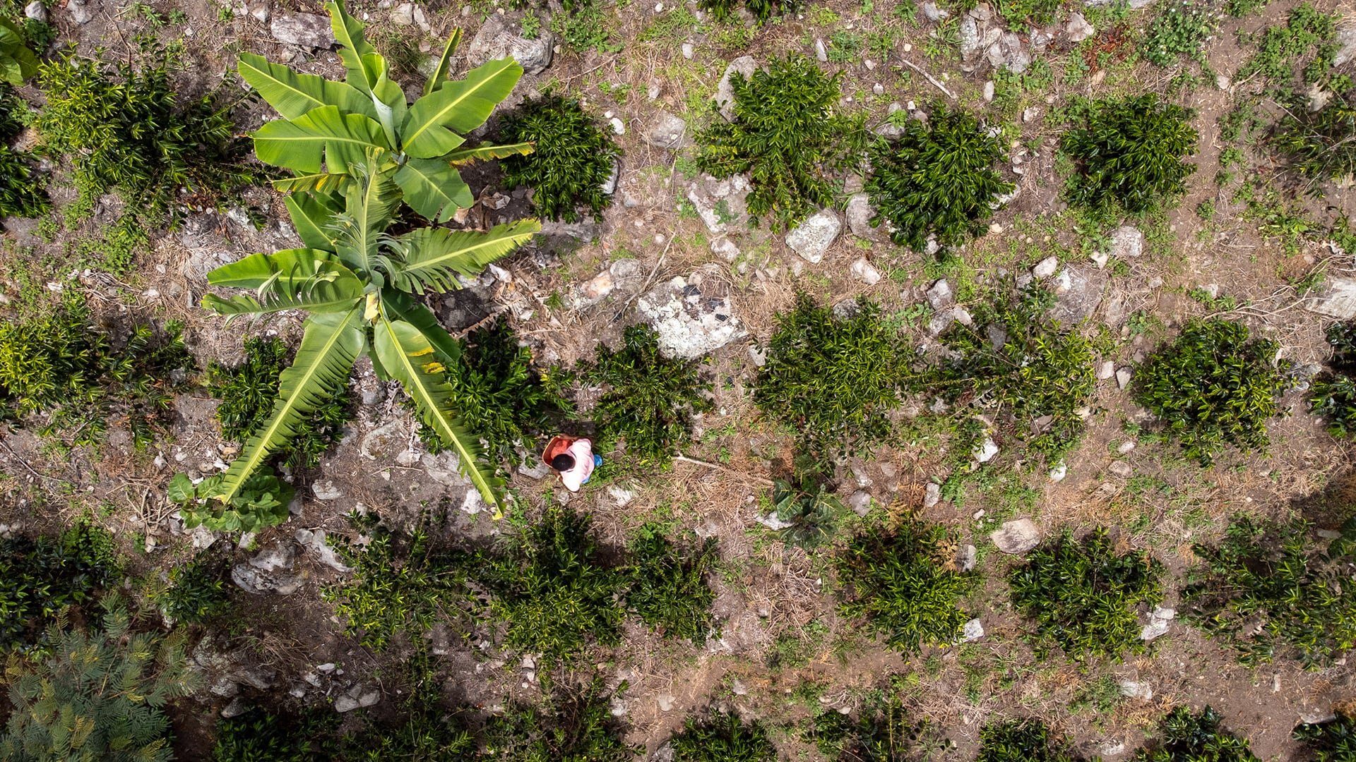 En la vereda Sombrerito, del municipio Ragonvalia, se encuentra la finca El Roble, el lugar donde se cultiva el mejor grano de café de Colombia.