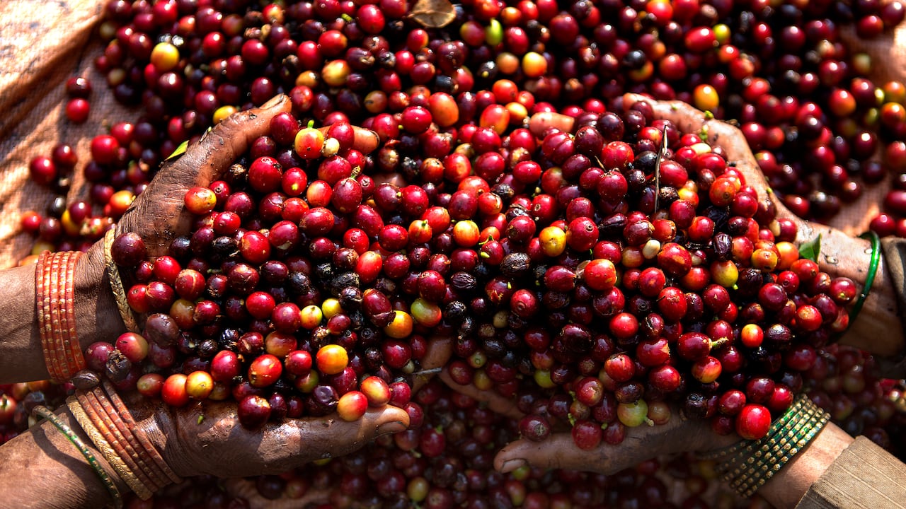 Latinoamérica exporta el 70 % del café mundial