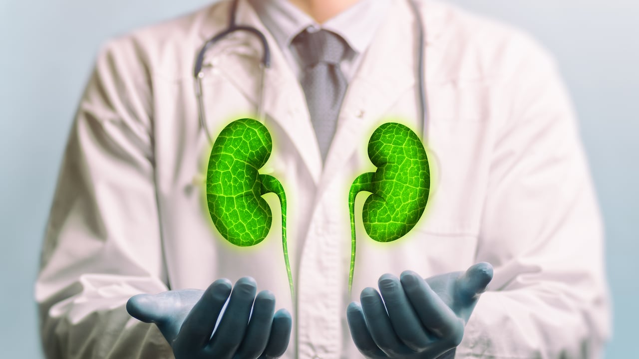 Del funcionamiento de los riñones dependen los nervios, los músculos y los tejidos.