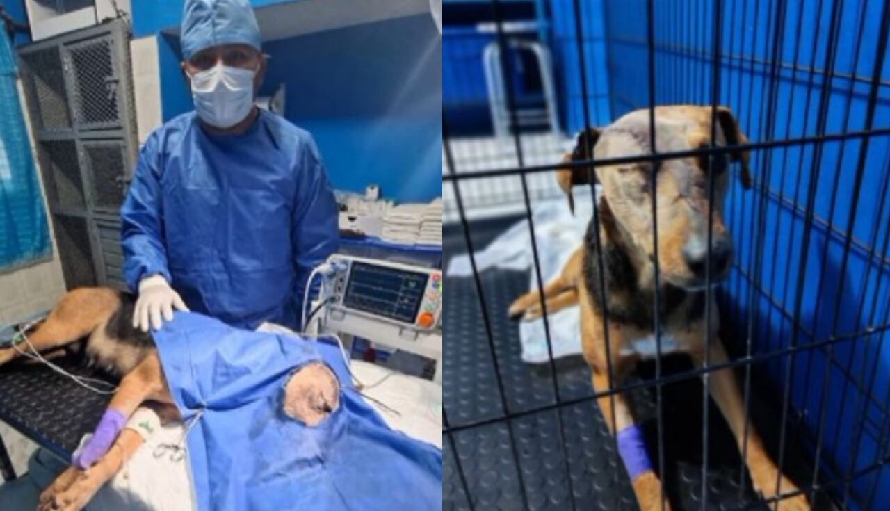 La intervención incluyó medidas para evitar que la herida siguiera abierta.