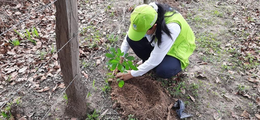 Siembra de árboles del Banco Agrario