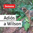 Mala noticia: Fuerzas Militares reconocen que es imposible encontrar a Wilson