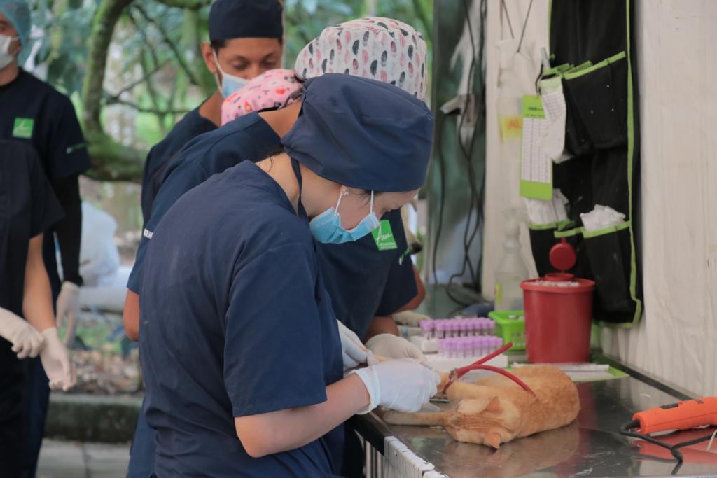 Esterilización de animales. Imagen de referencia.