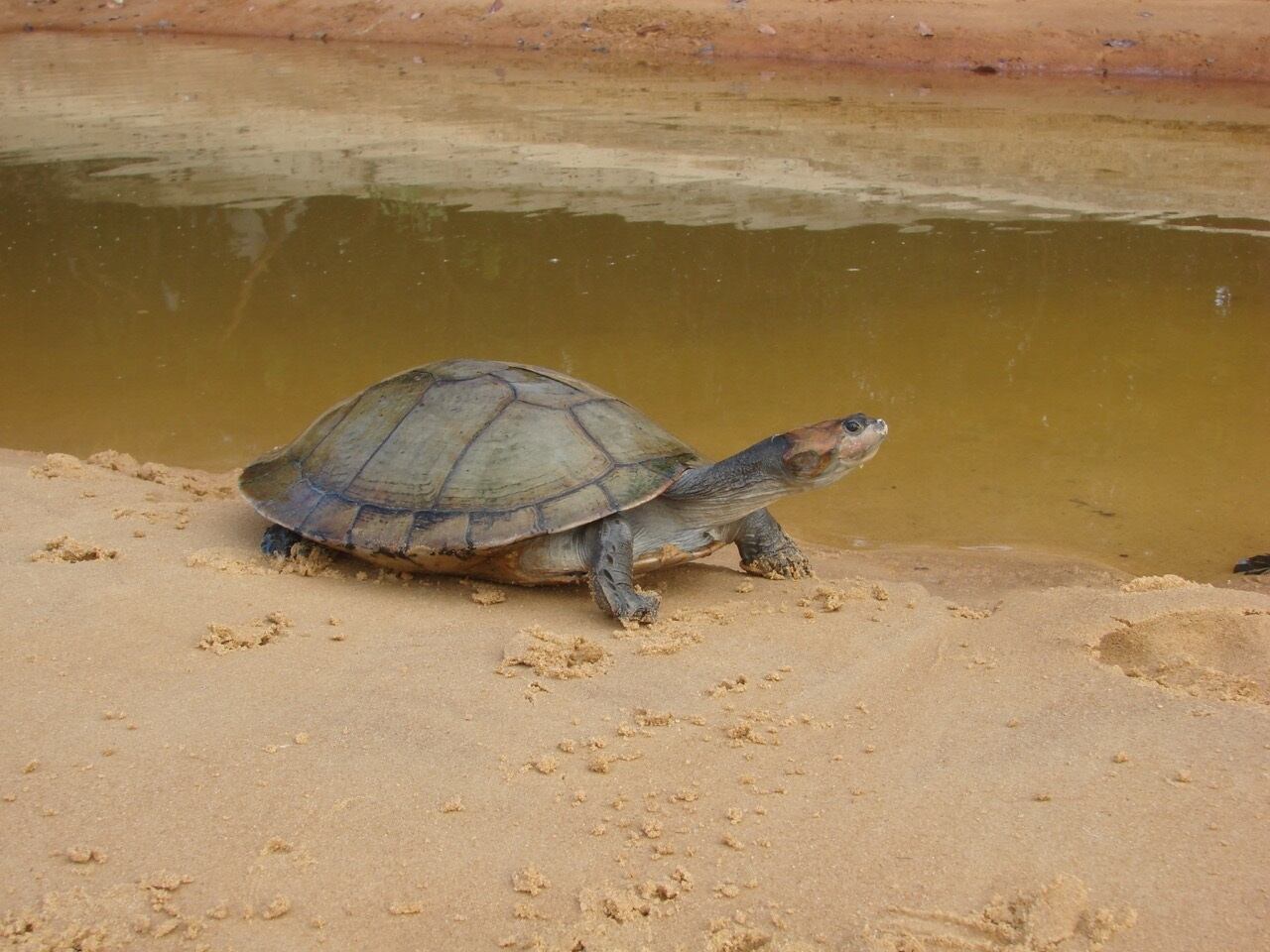 Tortugas amenazadas en Colombia
