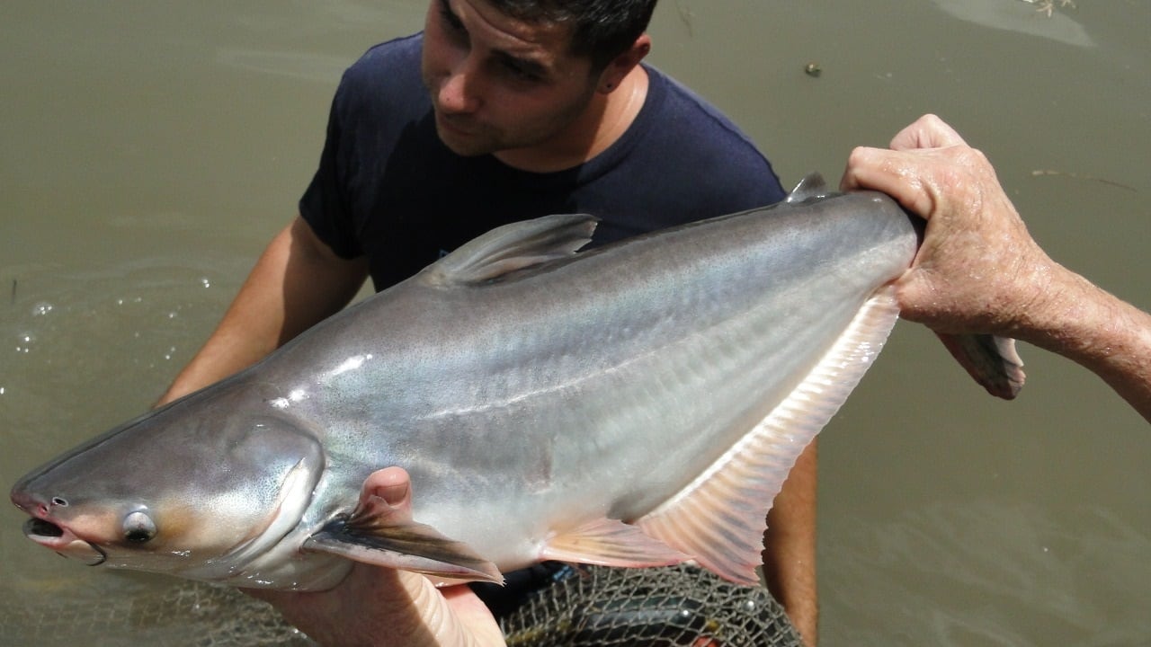 En Colombia no está permitido el cultivo o procesamiento de pez basa.