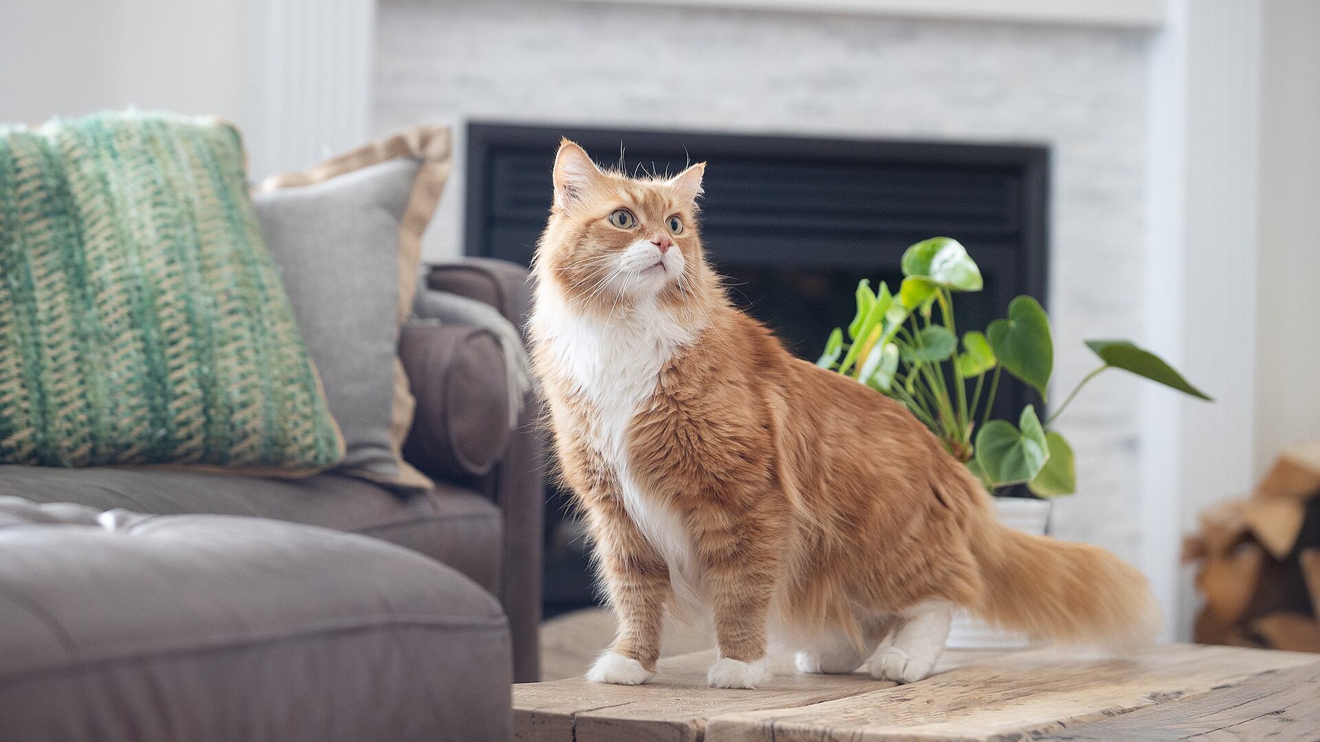 Veterinaria Especializada S.A.S.