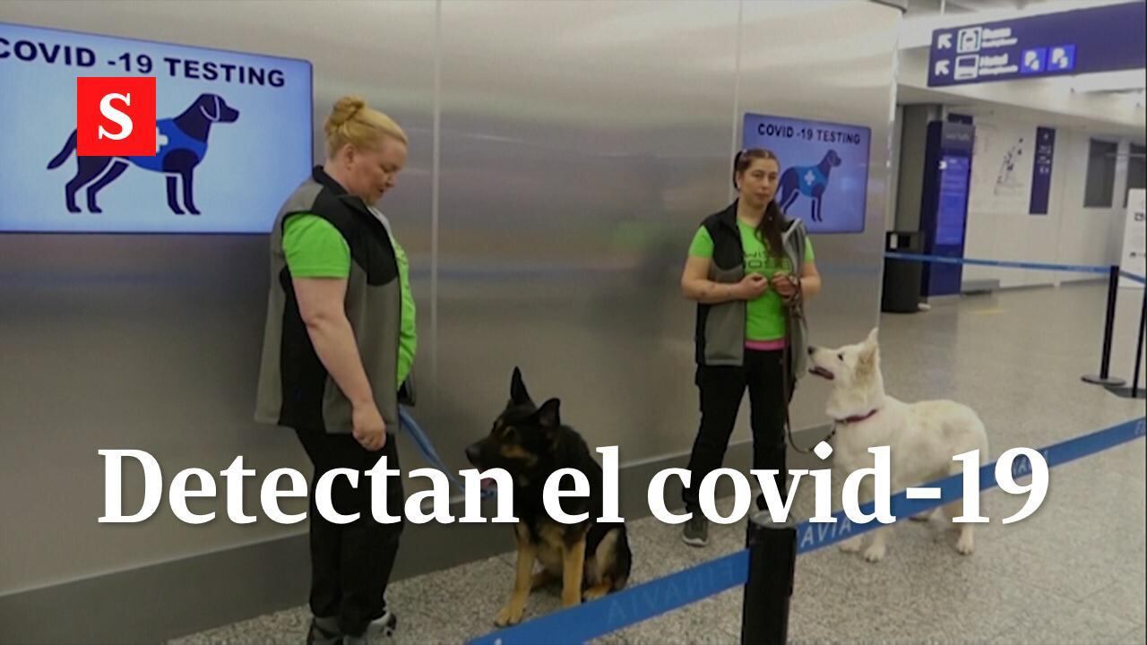 Finlandia perros covid-19