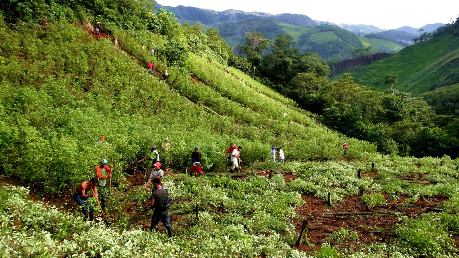 El mayor volumen en los cultivos ha generado un auge de la producción de cocaína que ha incrementado sus exportaciones.