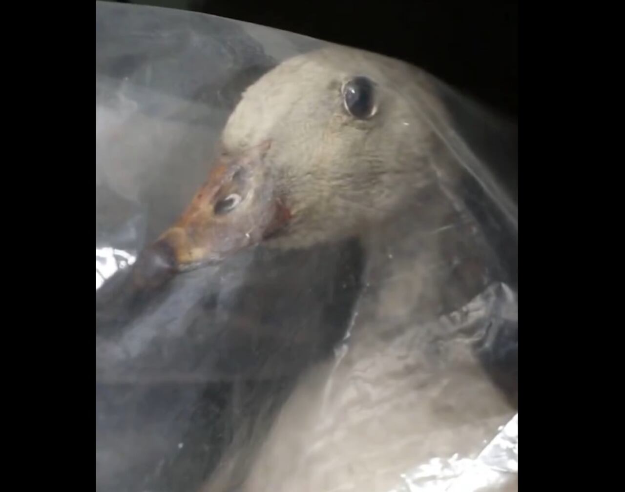 El delicado estado de las dos edificaciones, junto a la presencia de asbesto que pone en riesgo la vida de los 16 mil visitantes que recibe el museo anualmente y el deterioro de las colecciones biológicas, hizo que la Procuraduría emitiera un aviso de alerta ante el estado crítico en el que se encuentran.