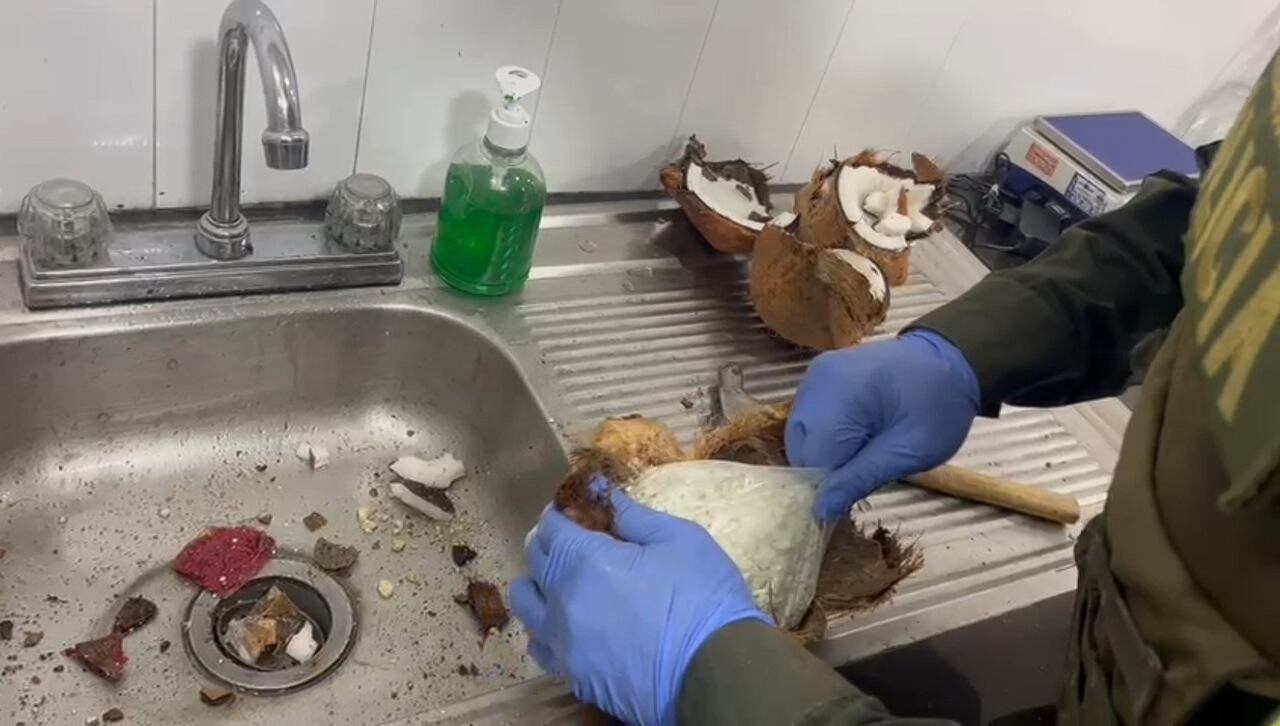 La cocaína estaba camuflada en cocos