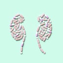 Los riñones se encargan de eliminar los desechos y el exceso de líquido del organismo.