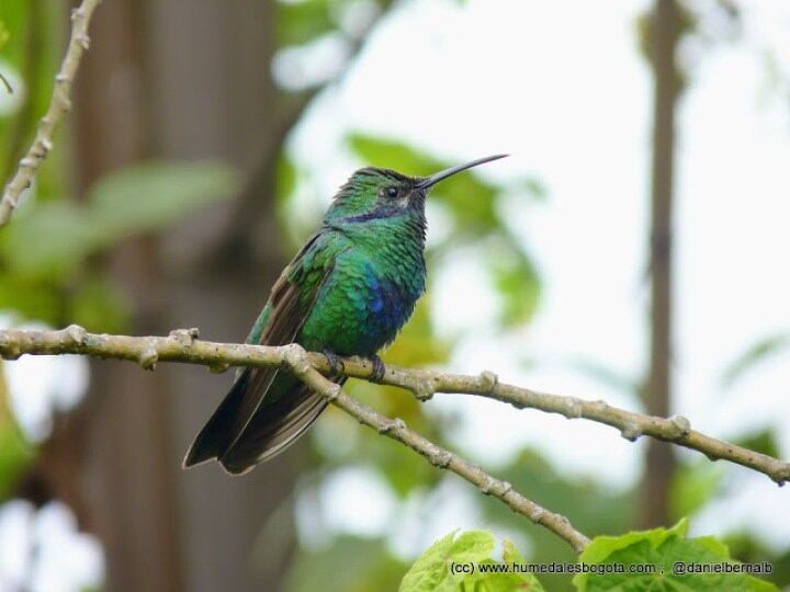 A pesar de los esfuerzos gubernamentales, los ecosistemas de los colibrí son afectados por incendios forestales cada año.