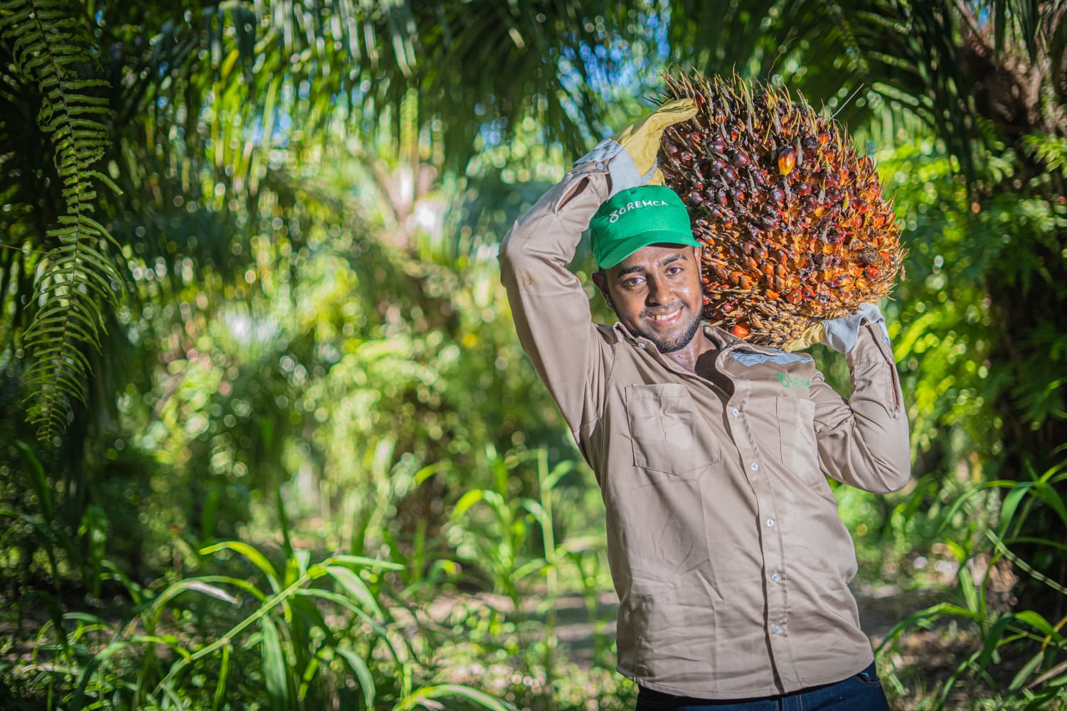 Productores del Cesar trabajan en plantaciones certificadas bajo estándares internacionales de sostenibilidad.