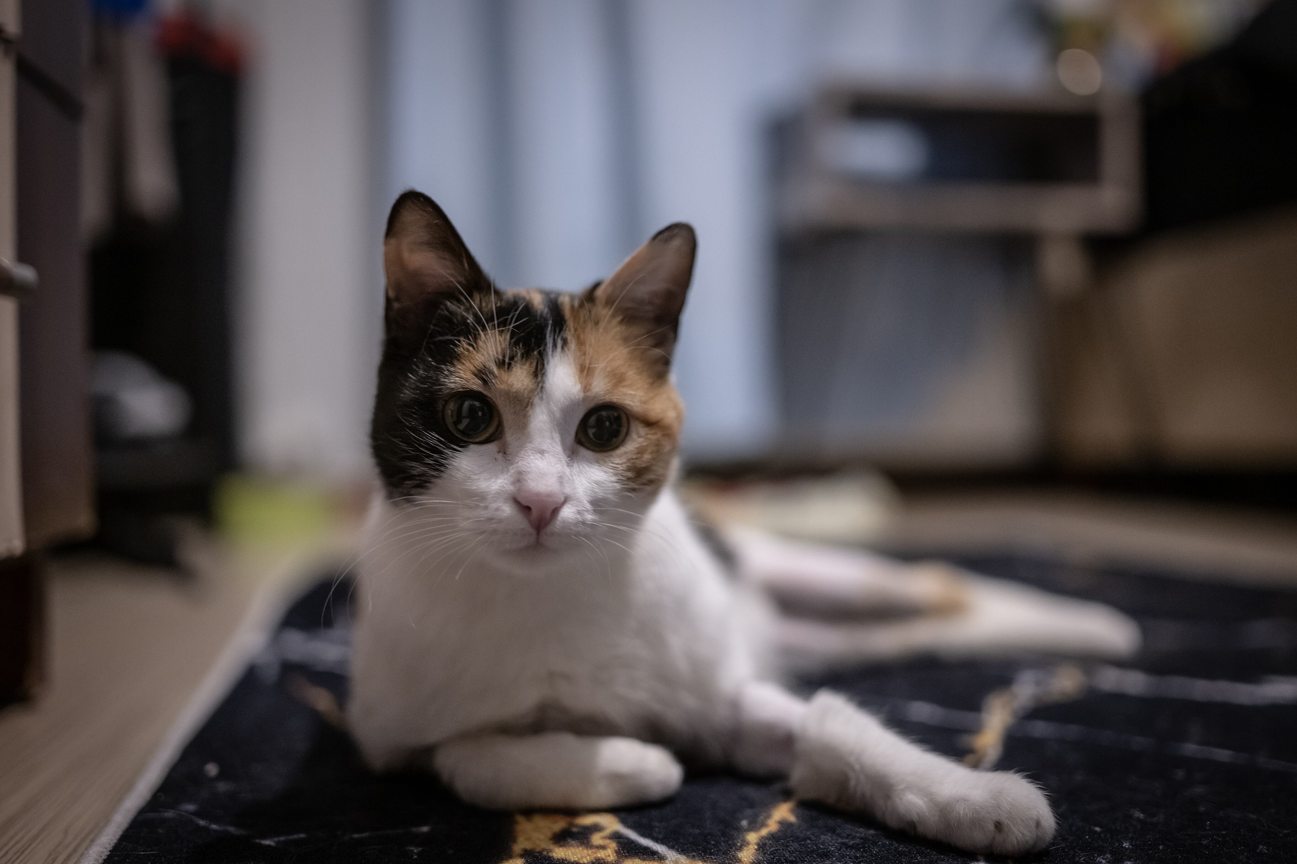 Los cuidadores deben tener disponibilidad de tiempo completo