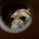 En esta imagen publicada por el Ministerio de Recursos Naturales de Rusia el 20 de noviembre de 2024, los animales están sentados en cajas mientras los descargan de un avión a su llegada desde el Zoológico de Moscú en Pyongyang, la capital de Corea del Norte.