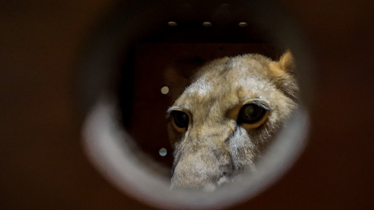 En esta imagen publicada por el Ministerio de Recursos Naturales de Rusia el 20 de noviembre de 2024, los animales están sentados en cajas mientras los descargan de un avión a su llegada desde el Zoológico de Moscú en Pyongyang, la capital de Corea del Norte.