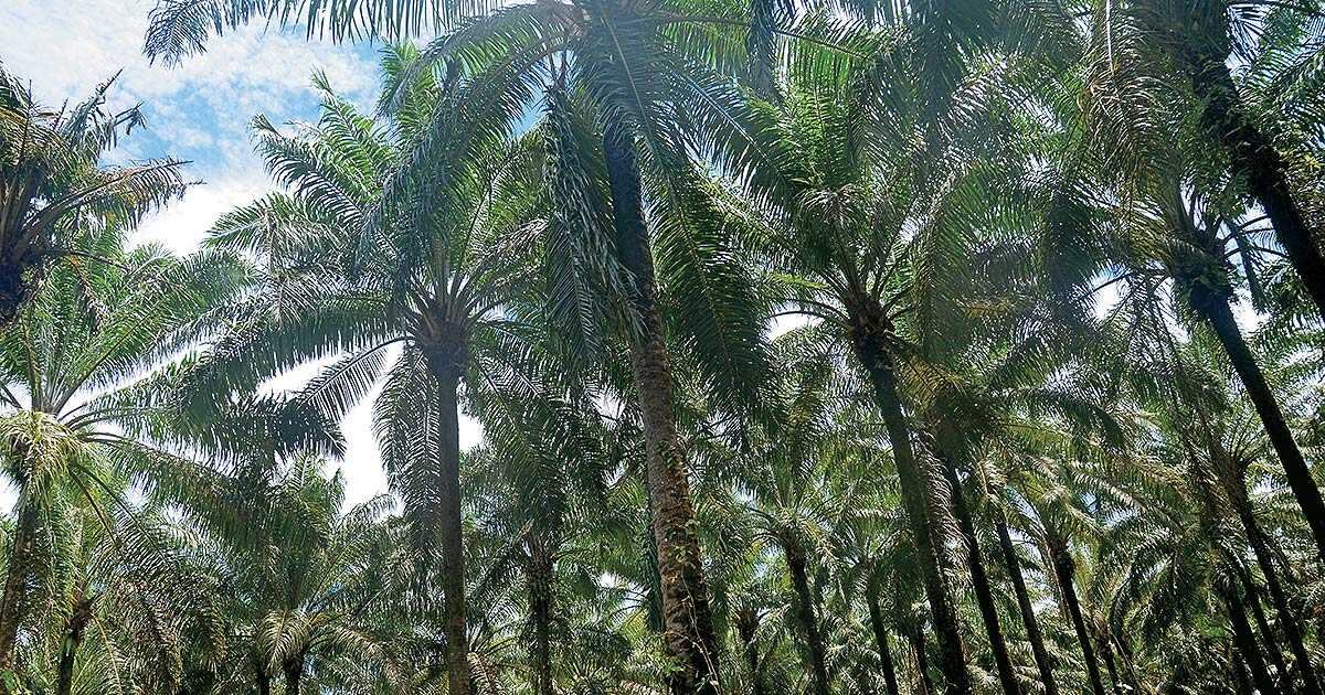 Colombia es el tercer país con mayor número de especies de palmas registradas en el mundo. 