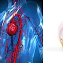 El ajo es un alimento rico en proteínas, yodo, fósforo, potasio, vitamina B6 y compuestos sulfurados. Foto: Getty images, montaje SEMANA.