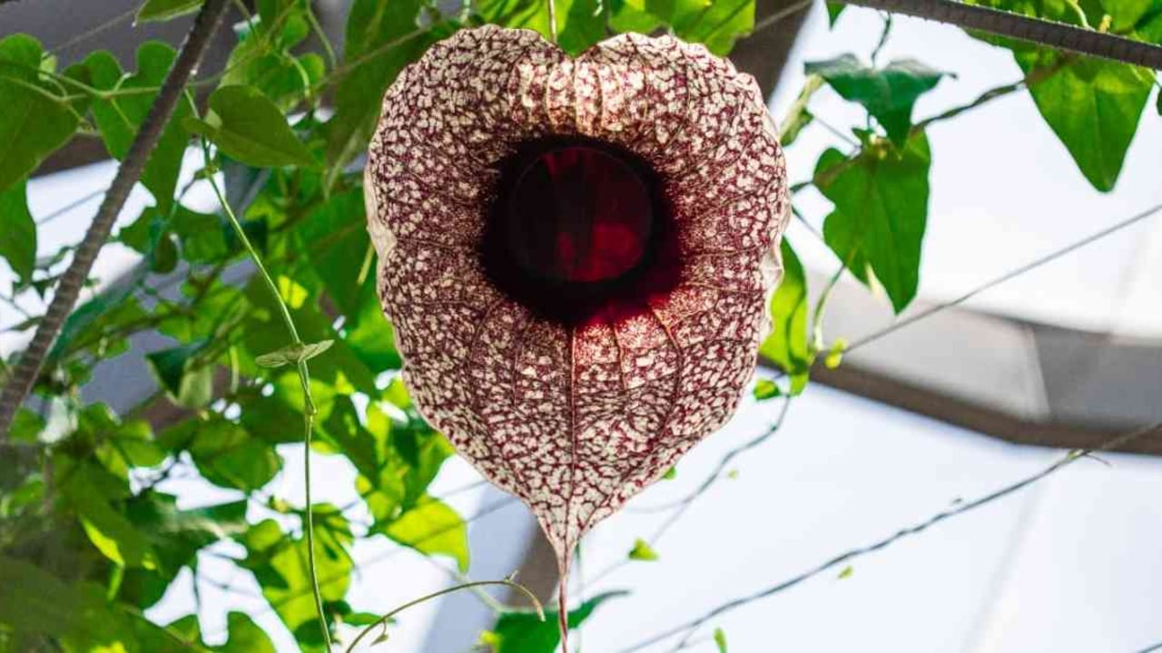 Florecimiento de la capitana (Aristolochia grandiflora), un bejuco hermafrodita nativo de Centroamérica que floreció en Bogotá. Foto: Jardín Botánico de Bogotá.