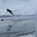 Los delfines dieron saltos de varios metros.