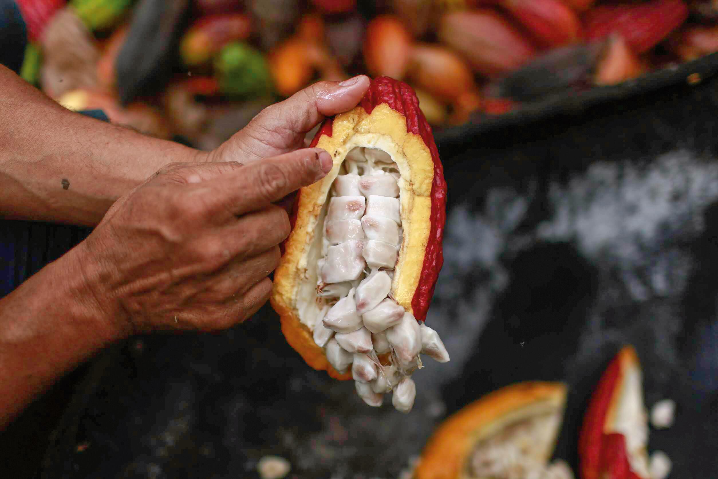 El Meta produjo 3.104 toneladas de cacao, que representan el 5 por ciento de la producción colombiana, según Fedecacao.