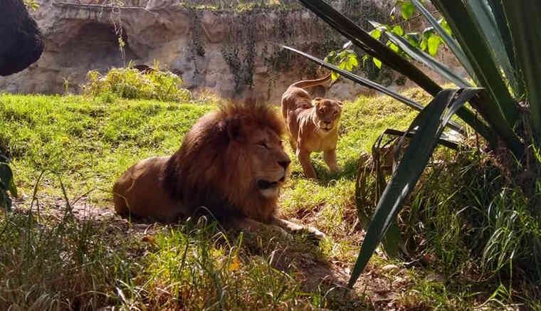 Los leones son mamíferos carnívoros. Son los felinos vivientes más grandes junto al tigre. Tienen unas extremidades potentes, una fuerte mandíbula y unos dientes caninos que llegan a medir hasta ocho centímetros. Foto: Guátika. 