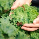 Agricultor revisando la planta de lechuga de col rizada fresca, vegetales orgánicos en la granja de viveros. Concepto de mercado empresarial y agrícola.