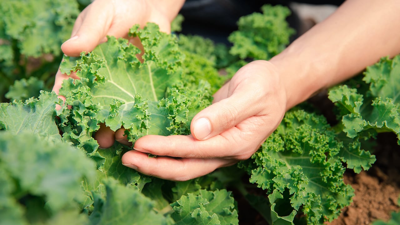 Agricultor revisando la planta de lechuga de col rizada fresca. Getty Images.