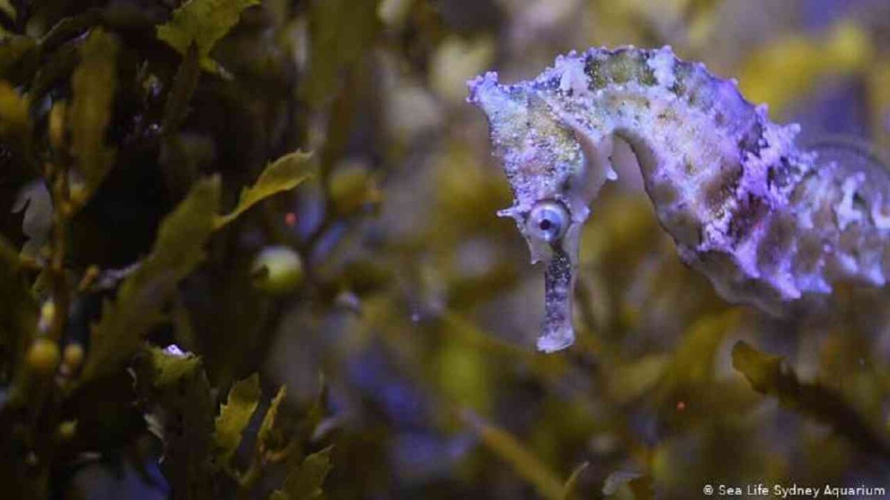 El caballito de mar es una de las especies en mayor riesgo de extinción. Foto tomada de DW
