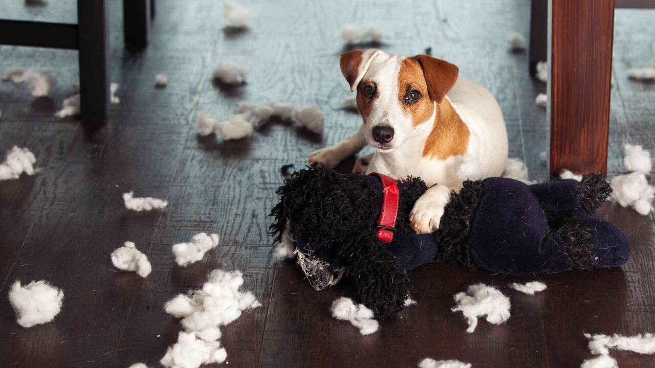 Los perros pueden llegar a padecer trastornos compulsivos como morderse la cola o girar en círculos.