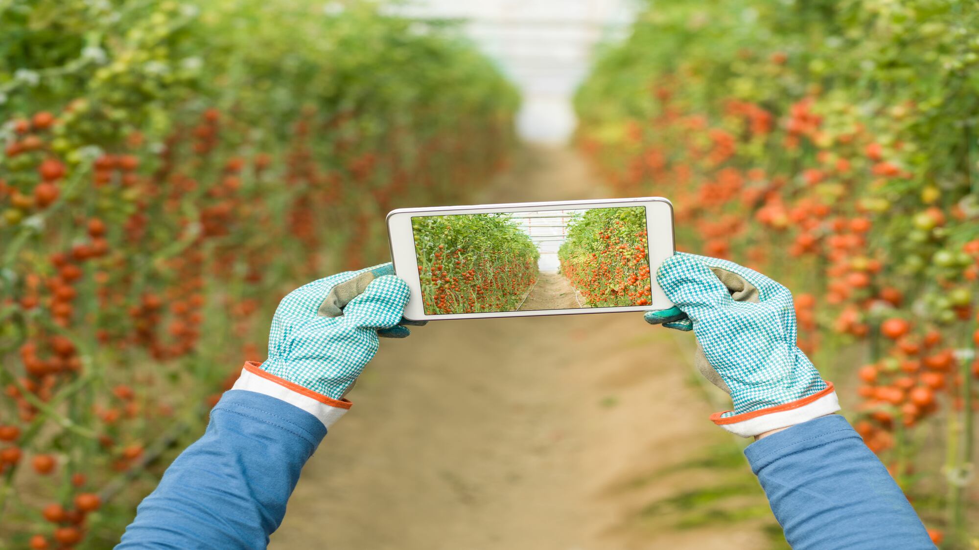 En 2018, el Dane calculó que sólo el 16,2 por ciento de los hogares en centros poblados y rurales dispersos tenían conexión a internet.
