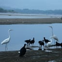 Garzas y chulos se aglomeran en el puerto de la plaza de mercado de Puerto Salgar, sobre el río Magdalena, durante la sequía provocada por el Fenómeno de El Niño. Febrero de 2016.