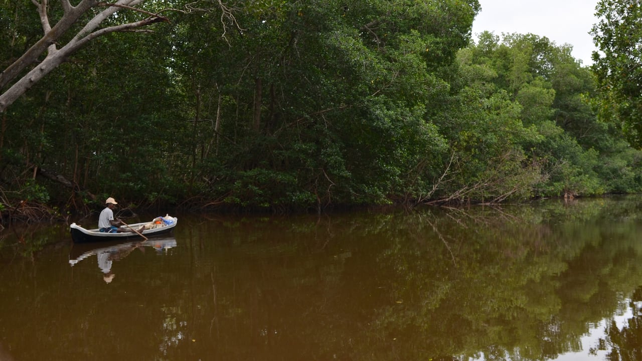 El 13 por ciento de los manglares de la Región Caribe están en el Golfo de Morrosquillo.